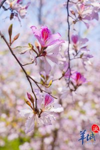 ​我在“花园”里读大学