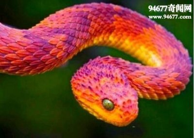 ​世界上最奇异的蛇，香蛇(散发避虫体香)