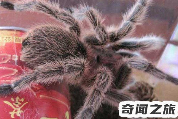 红玫瑰蜘蛛能活几年(红玫瑰蜘蛛的寿命有多长)(2)_