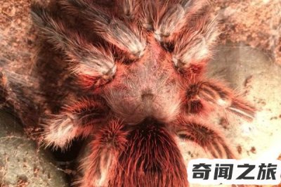 ​红玫瑰蜘蛛能活几年（红玫瑰蜘蛛的寿命有多长）