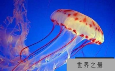 ​世界上最大的水母叫什么名字？北极霞水母