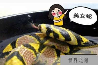 ​美女蛇是真的吗 美女蛇是什么品种（玉斑锦蛇）