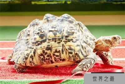 ​世界上爬行最快的乌龟 6分钟可以爬完100米(贝尔蒂)