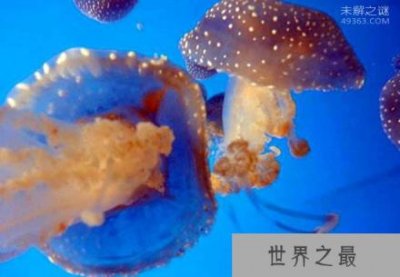 ​澳洲方水母到底有多毒?3分钟之内就会死亡?