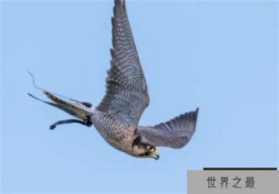 ​世界上飞行最快的鸟 比飞机还快(游隼)