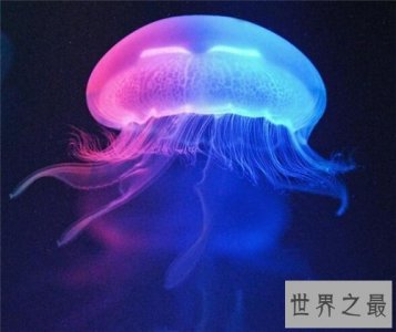 ​水母能吃吗 原来这样美味的菜竟然是水母
