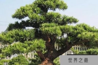 ​庭院十大吉祥树排名：银杏第二，罗汉松第一