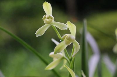 ​最值得拥有的名品兰花，花叶俱美，香气清纯，栽培容易！