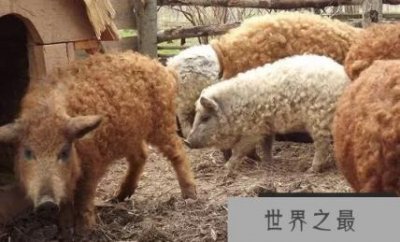 ​世界上最可爱的猪