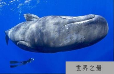 ​世界上潜水时间最长的鲸，抹香鲸(它的粪便竟是龙涎香)