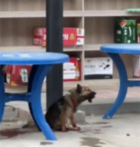 ​浙江一男子将狗打死，手段残忍？警方通报