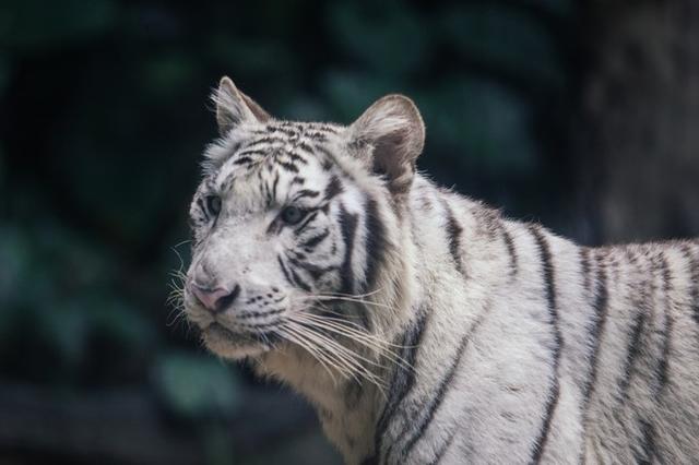 广州长隆到底哪个乐园好玩（广州长隆五大主题乐园怎么玩）(4)