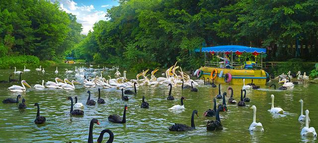 广州长隆到底哪个乐园好玩（广州长隆五大主题乐园怎么玩）(59)