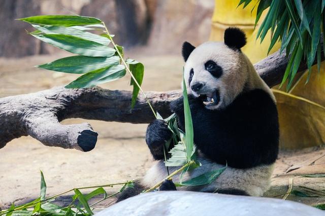 广州长隆到底哪个乐园好玩（广州长隆五大主题乐园怎么玩）(2)