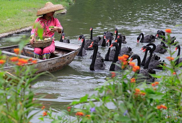 广州长隆到底哪个乐园好玩（广州长隆五大主题乐园怎么玩）(60)