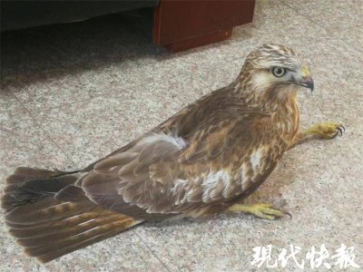 ​“狂”不起来了，“国保”鵟（ku á ng）受伤坠落车库