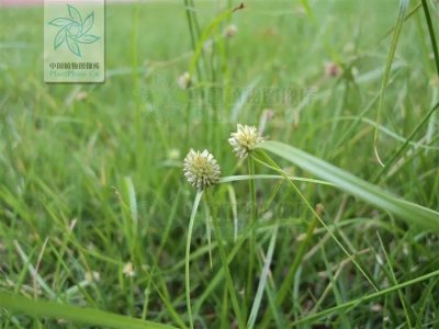 ​一日一草 | 短叶水蜈蚣