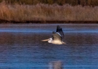 ​夏银川黄河边发现稀有鸟类卷羽鹈鹕 为今年首次