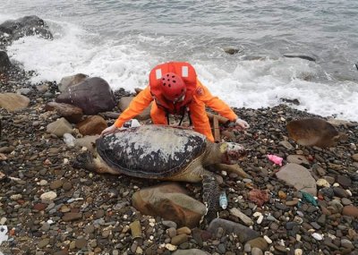 ​台湾新北市海岸边接连发现7只已经死亡的绿蠵龟