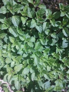 ​朋友非要说这几种野草是马兰头 ，大家看一下 ，马兰头长这样