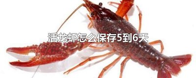 ​活龙虾怎么保存5到6天