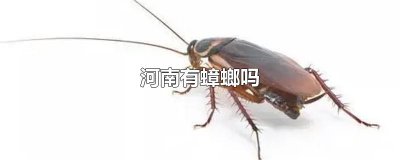 ​河南有蟑螂吗