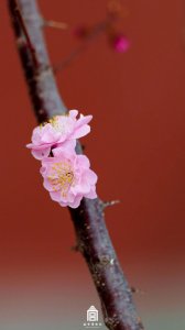 ​收藏！故宫梅花壁纸上新