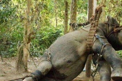 ​非洲野象多长