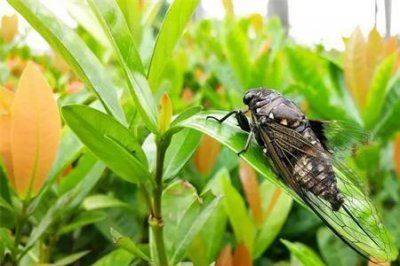​知了为什么夏天会死
