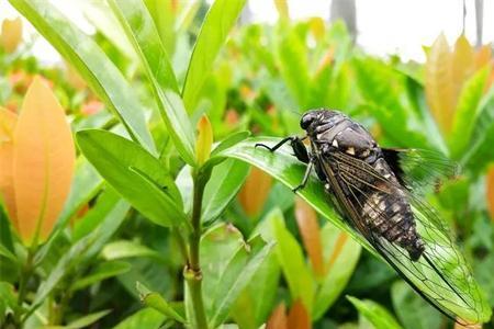 知了为什么夏天会死