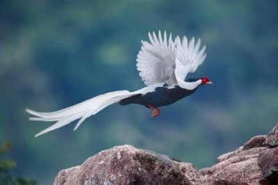 ​白鹇鸟和白鹭的区别