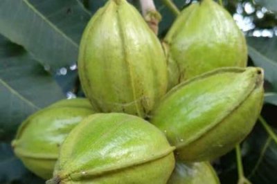 ​核桃9818和8518优缺点