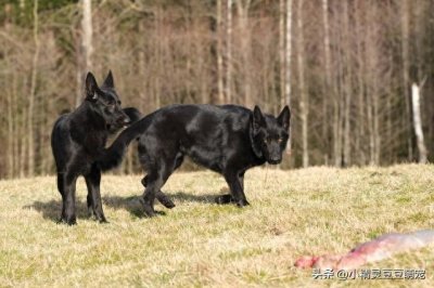 ​东德牧羊犬的优点