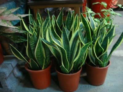 ​虎皮兰可以水培吗？虎皮兰水培知识