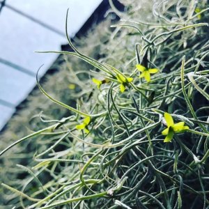 ​江湖人称老人须，正名松萝凤梨！