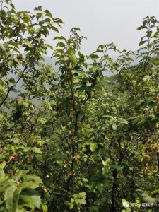 ​古老的国家保护树种--翅果油树，有一定的保健功能