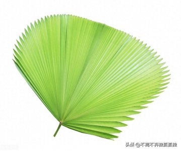 ​传说-芭蕉扇的故事