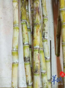 ​为什么清明前后甘蔗可能有毒性？一文了解→