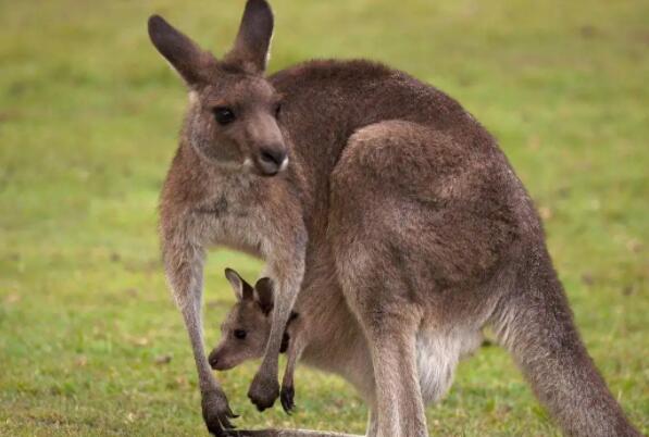 袋鼠袋子会不会很脏（袋鼠是怎么清洗自己的袋子的）(1)_