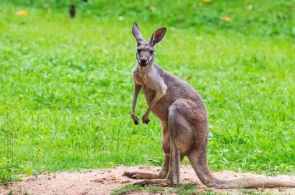 袋鼠袋子会不会很脏（袋鼠是怎么清洗自己的袋子的）(2)_