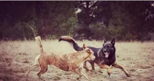 家里的狗狗咬了人！以前常听老人说咬人的狗不能留，得打死它