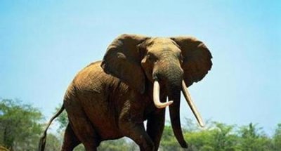 ​地球上最厉害的动物是什么动物(地球上什么动物最厉害)