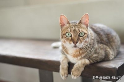 ​儿童童谣100首(儿童童谣100首合集)