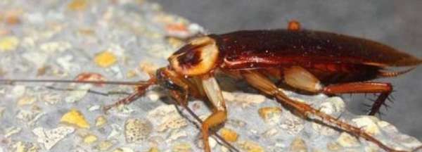 大蟑螂怎么来的,蟑螂是怎么出现在家里的图6