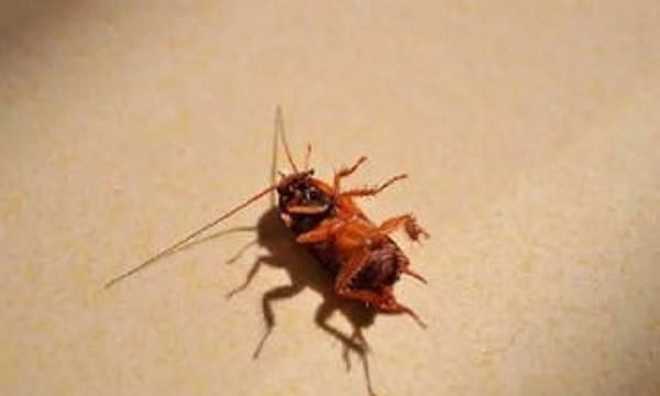 大蟑螂怎么来的,蟑螂是怎么出现在家里的图2