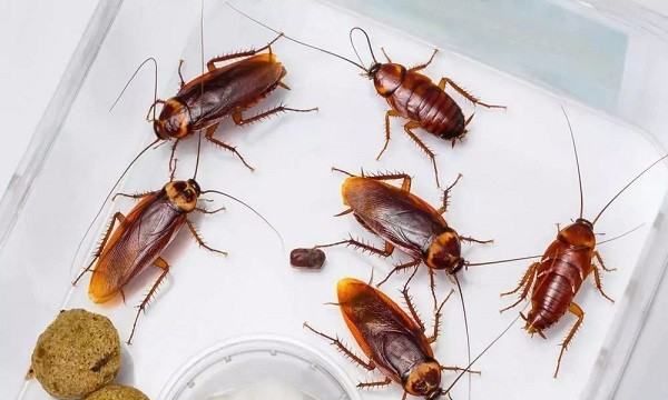 大蟑螂怎么来的,蟑螂是怎么出现在家里的图3