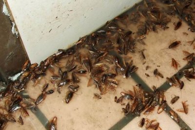 ​大蟑螂怎么来的,蟑螂是怎么出现在家里的