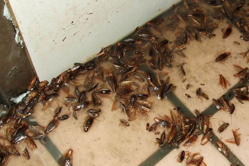 蟑螂是怎么出现在家里的