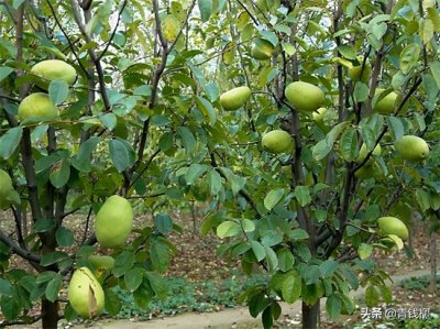 ​木瓜树几年寿命 菏泽光皮木瓜的价值及栽培管理技术