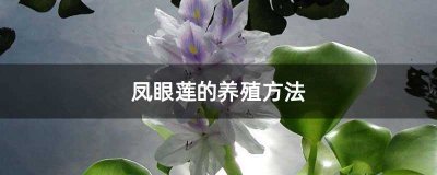 ​凤眼莲的养殖方法(凤眼莲的养殖方法和注意事项)